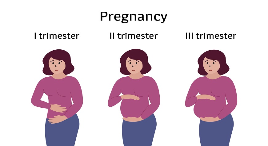 The First Trimester of Pregnancy 